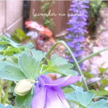 ミヤマオダマキ♪の画像 by lavenderの香りさん | 小さな庭とアジュガ・チョコレートチップとミヤマオダマキ♪