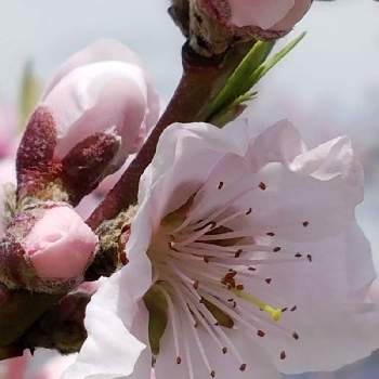 桃の花の画像 by ティアラ　ママさん | 桃の花と桃の花はパート2