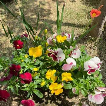 ダブルデッカーの画像 by わいわいさん | 小さな庭とスパラキシスとイキシアとパンジーと秋植え球根とダブルデッカーとおうち園芸