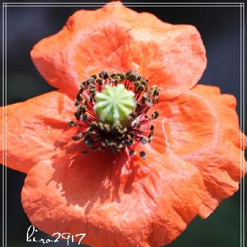 危険外来種の投稿画像一覧 Greensnap グリーンスナップ 危険外来種の投稿画像一覧 Greensnap グリーンスナップ