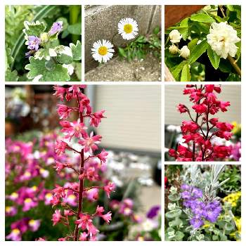 うっこさん家の可愛いお花達の画像 by うっこさん | 小さな庭と花のある暮らしとうっこさん家の可愛いお花達と♡癒し♡と♡ハルディン♡