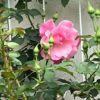 バラ　スパニッシュ　ビューティーの画像 by やあさん | バラ　スパニッシュ　ビューティーと地植えと花のある暮らしと元気いっぱいとおうち園芸