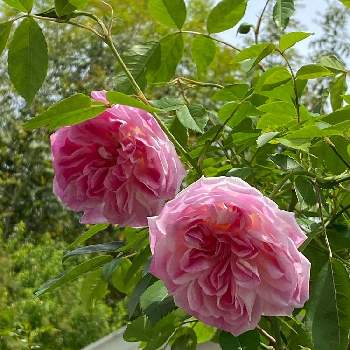 癒しパワーの画像 by なおさん | 小さな庭とブリリアント・ピンク・アイスバーグとばら バラ 薔薇とピンクの花と癒しパワーとおうち園芸と元気もらえますと好きな場所とやっぱり好きと花のある暮らし