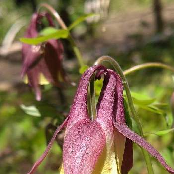 下向きの花の投稿画像一覧 Greensnap グリーンスナップ