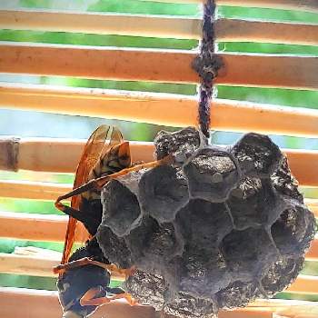 ハチさんの画像 by ロミさん | ハチさんとハチの巣と自宅にて
