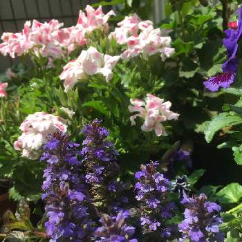 やさしさに包まれての画像 by Mayさん | 小さな庭とアシュガと開花中とアシュガ➰紫とやさしさに包まれてと今日のありがとう