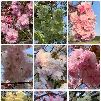 春の便りの画像 by なおちゃんさん | お出かけ先と八重桜と楽しみをみつけにと春を探しにと春の便りと桜(さくら)リレーと❤️桜リレー♬と『桜フォトコン2022』と花が好き