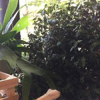 BOHOの画像 by haloさん | 部屋とビカクシダ ネザーランドとブライダルベールと観葉植物を楽しむと観葉植物と植物のある暮らしとBOHOと ビカクシダと植物とインテリアと植物と流木と観葉植物のある暮らしとわたしの家の観葉植物とリビング窓辺