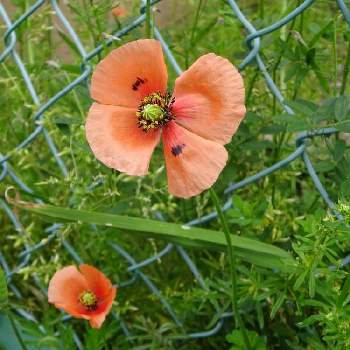 ナガミヒナゲシ の投稿画像一覧 Greensnap グリーンスナップ