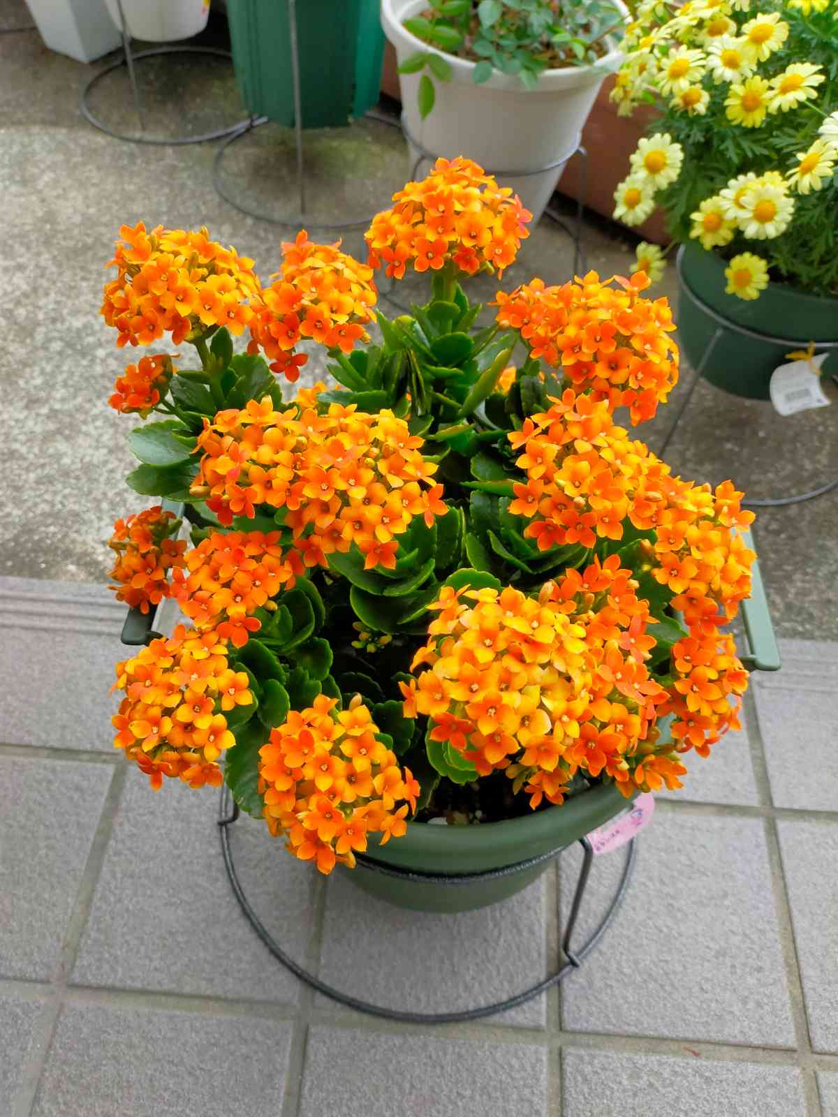 カランコエ（オレンジ色） 記録｜🍀GreenSnap（グリーンスナップ）