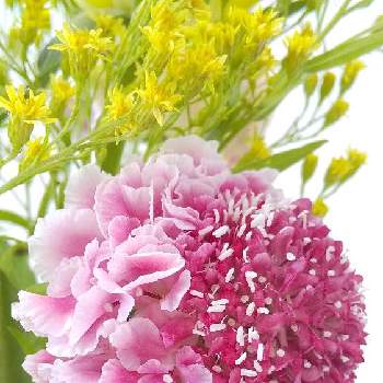 お花のプレゼントの画像 by 蘭さん | 部屋とコットンキャンディースクープとソリダスター 黄と花のある暮らしとお花のプレゼント