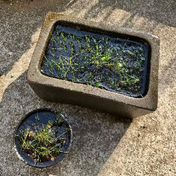 盆栽風の画像 by LotusEaterさん | ヘアーグラスと水草と水生植物とお外で越冬と盆栽風