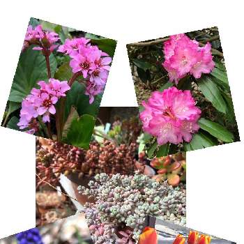 岡山タニラーの画像 by kaoriさん | 岡山タニラーと植中毒と晴れの国タニラーGPとセダム好きと花のある暮らし
