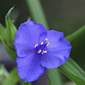 しべ好きの画像 by てもさん | オオムラサキツユクサと山野草と青い花と美しく青きドヨウとモフモフと紫の花と小石川植物園と青いお花♡と青いお花ラブとしべ好きと紫ラブ