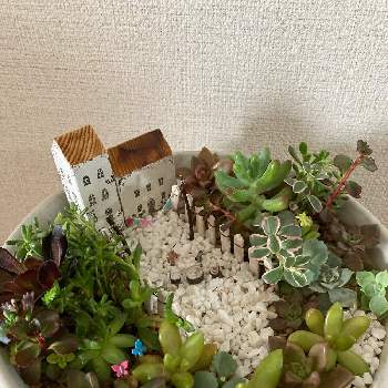 小さな箱庭の画像 by harunohoshiさん | 部屋と多肉植物とミニチュアガーデンとセダム！と小さな箱庭と多肉箱庭とブロンズ姫とくるみガーデンと花のある暮らし