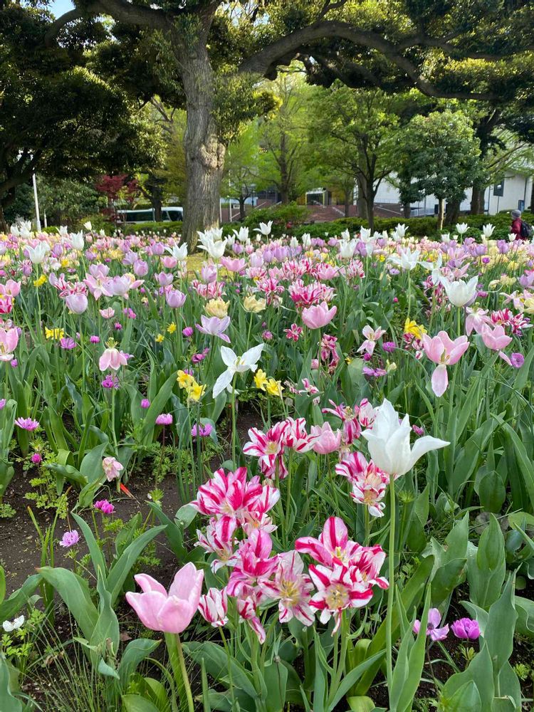 nanairoFさんの山下公園への投稿