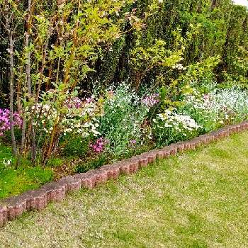 シレネ ピンクパンサーの画像 by ジョリーさん | 広い庭とノースポールとシレネ ピンクパンサーとオンファロデスとラナンキュラスラックス