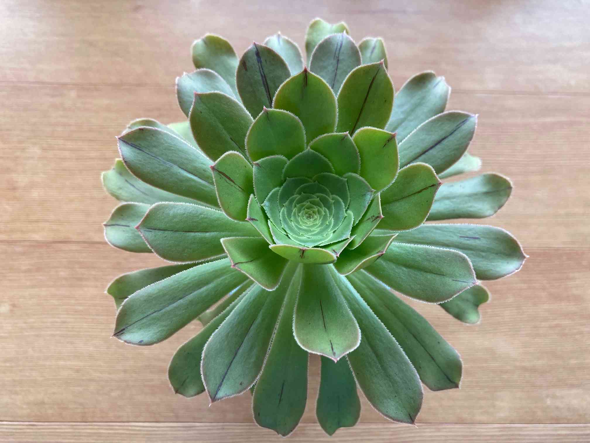 バルサミフェルム　大群生　抜き苗 バルサミフェルムの一覧｜🍀GreenSnap（グリーンスナップ）