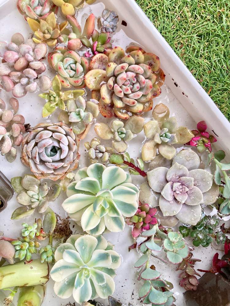 多肉植物　セダム3点カット苗セット(カットに付き根っこ有りません) 多肉植物 セダム3点カット苗セット(カットに付き根っこ有りません)