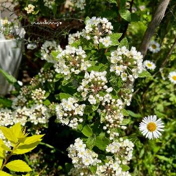斑入りコデマリの画像 by cranberry*さん | 小さな庭と斑入りコデマリとコデマリ❇︎と コデマリピンクアイスと癒されると花のある暮らしと白い花と小花好きと庭の宿根草