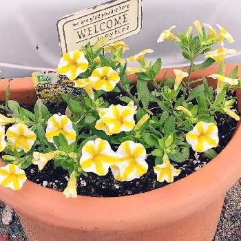 スーパーベル レモンスライスの投稿画像一覧 Greensnap グリーンスナップ