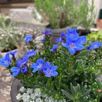 ケープブランコの画像 by みどりのほしさん | 小さな庭とケープブランコとミヤマホタルカズラと開花とかわいすぎ( *´艸)と植中毒ときれいな色ときれいな青と花のある暮らしとかわいい