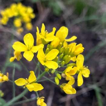 カブの花の投稿画像一覧 Greensnap グリーンスナップ