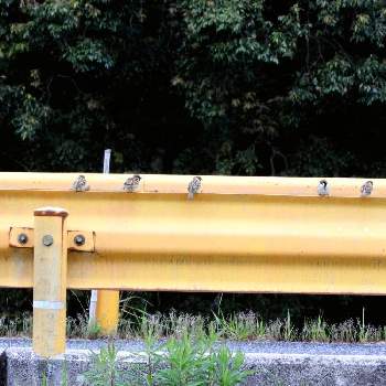 仕事帰りにの画像 by m＆oさん | お出かけ先と仕事帰りにと問田川沿いのガードレールと雀さん並んでいます