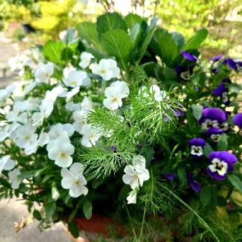 ミニ葉牡丹の画像 by 鳩子 hatokoさん | 広い庭とビオラとミニ葉牡丹とハボタンとニゲラと寄せ植えと田舎暮らしと花のある暮らし