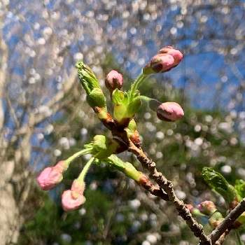 春の予感の画像 by 山ぶどうさん | 広い庭と癒しと和むと花のある暮らしと春の予感と桜開花