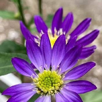 紫色マニアの画像 by のいまいさん | 小さな庭と都忘れ(ミヤコワスレ)と紫色マニアと紫色の花と戦争反対とコロナに負けるな‼️と医療従事者に感謝と植物万歳と美しく青きドヨウとGS皆様ありがとうと青い花マニア
