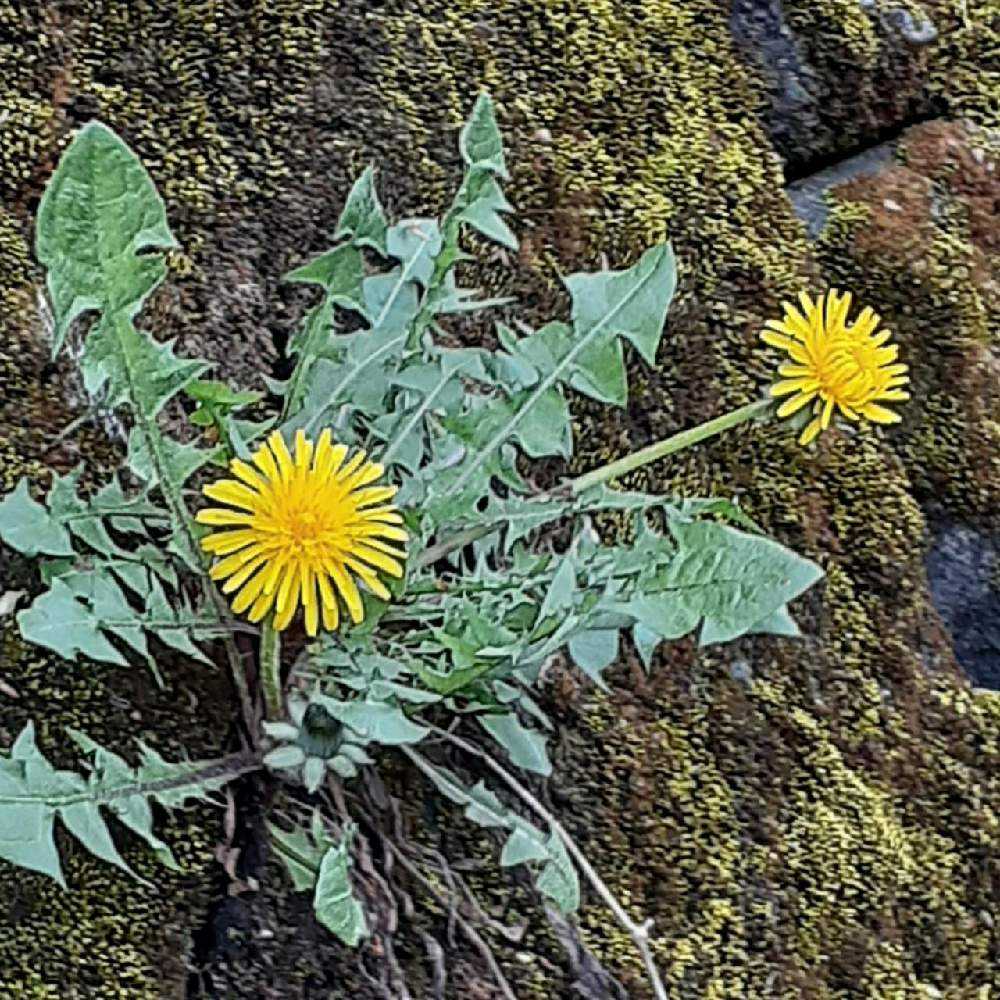 南高尾で、クマガイソウに会えた♪｜🍀GreenSnap（グリーンスナップ）