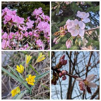 エゾムラサキツツジの画像 by dayanさん | お出かけ先とエゾムラサキツツジとさくら サクラ 桜とキバナノアマナと北海道と春が来たとナチュラルスタイルと大人かわいい♪