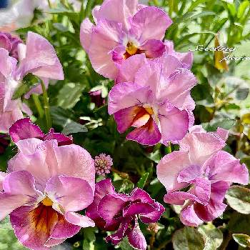 種まきビオラの画像 by ちいちいさん | 癒しとおうち園芸とサクラポーレと花のある暮らしとかわいい花と種まきビオラ