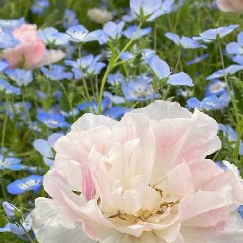 兵庫県立フラワーセンターの画像 by blue jasmineさん | お出かけ先と春のお花と春の風景と花木と兵庫県立フラワーセンターと春を感じると春を楽しむ