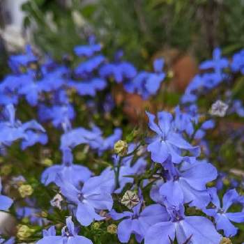 ロベリア アズーロコンパクト スカイブルーの投稿画像一覧 Greensnap グリーンスナップ