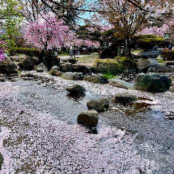 白色の画像 by アルさん | お出かけ先とさくら サクラ 桜とサクラとピンクの花と白色とさくら 桜 サクラと景色