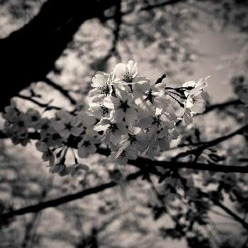 庭木の花の画像 by apricot53さん | お出かけ先とソメイヨシノと庭木の花と桜フォトコン2022とさくら 桜 サクラと庭木とおでかけ先と国営武蔵丘陵森林公園と花のある暮らしとお散歩