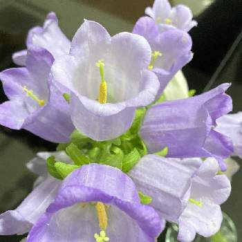 癒しの薄紫の画像 by 廣花奈さん | 部屋とカンパニュラとウクライナに平和をと癒しの薄紫とありがとう♡とJuneの会といつも心に太陽をと乙女色クラブと切り花