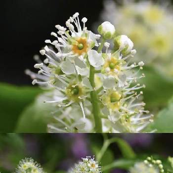 しべ好きの画像 by てもさん | イヌザクラと白い花とサクラ属と小石川植物園と樹木の花としべ好きとナンジャモンジャと呼ばれる樹の一つ