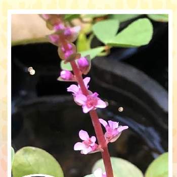ロタラ ロトンディフォリアの投稿画像一覧 Greensnap グリーンスナップ ロタラ ロトンディフォリアの投稿画像一覧 Greensnap グリーンスナップ