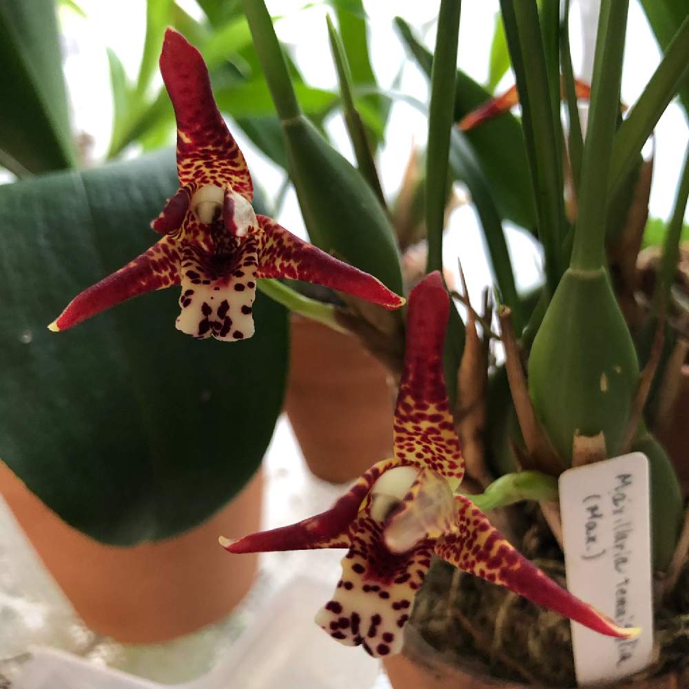 マキシラリア テヌイフォリアの投稿画像 by ひのきさん| (2022月4月24日)|🍀GreenSnap(グリーンスナップ)|🍀