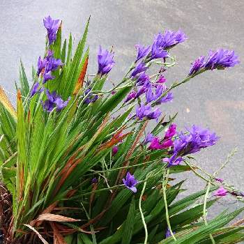 嬉しいいただきもの♡の画像 by マイフラワーさん | 株から植える！と嬉しいいただきもの♡とバビアナの花と紫色のお花と美しいお花と大切なお花