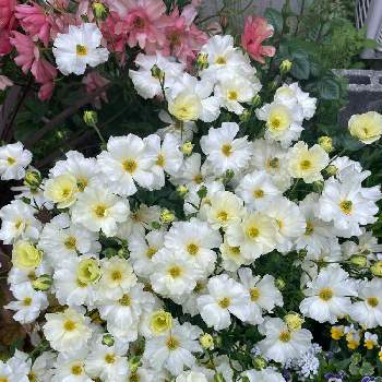 お迎え2年目の画像 by みんみんさん | 小さな庭とグレーシスと2年目と花壇とお迎え2年目とラナンキュラスラックスグレーシスとラナンキュラス・ラックスとラナンキュラスラックスの花とラナンキュラスラックスを愛する会