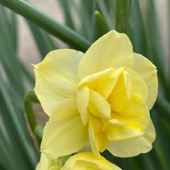 黄色い水仙の画像 by シクラメンさん | 小さな庭と黄色い水仙と穏やかな日々を願ってと黄色い花と元気もらえると癒されると素敵な日曜日とお花とグリーンのある暮らしとかわいいと武器ではなく花を