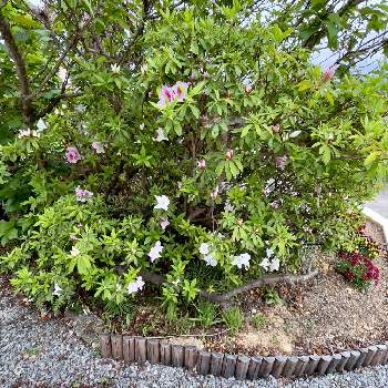 田舎の庭の画像 by アンジュローズ      徳島　阿南さん | ツツジと庭の花と田舎の庭とおうち園芸