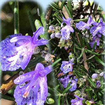 常緑広葉低木の画像 by みさちゃんさん | ローズマリーとハーブ大好きと薄紫色の花と色鮮やか♪と常緑広葉低木と小さな花壇と小さい花