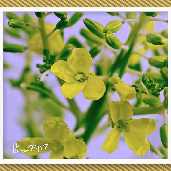葉牡丹のお花の画像 by hiro2917さん | 小さな庭と葉牡丹と黄色い花とコロナに負けるな‼️と花いろいろと葉牡丹のお花と花のある暮らし