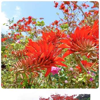 デイゴの木の投稿画像一覧 Greensnap グリーンスナップ