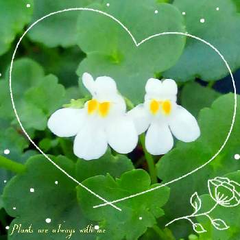 白い小花の画像 by *✿.吏禾.✿*さん | ちいさな幸せ♡とこぼれ種とシンバラリア　パリダ　アルビフローラと꒰ღ˘◡˘ற꒱かわゅ~と花のある暮らしと白い小花